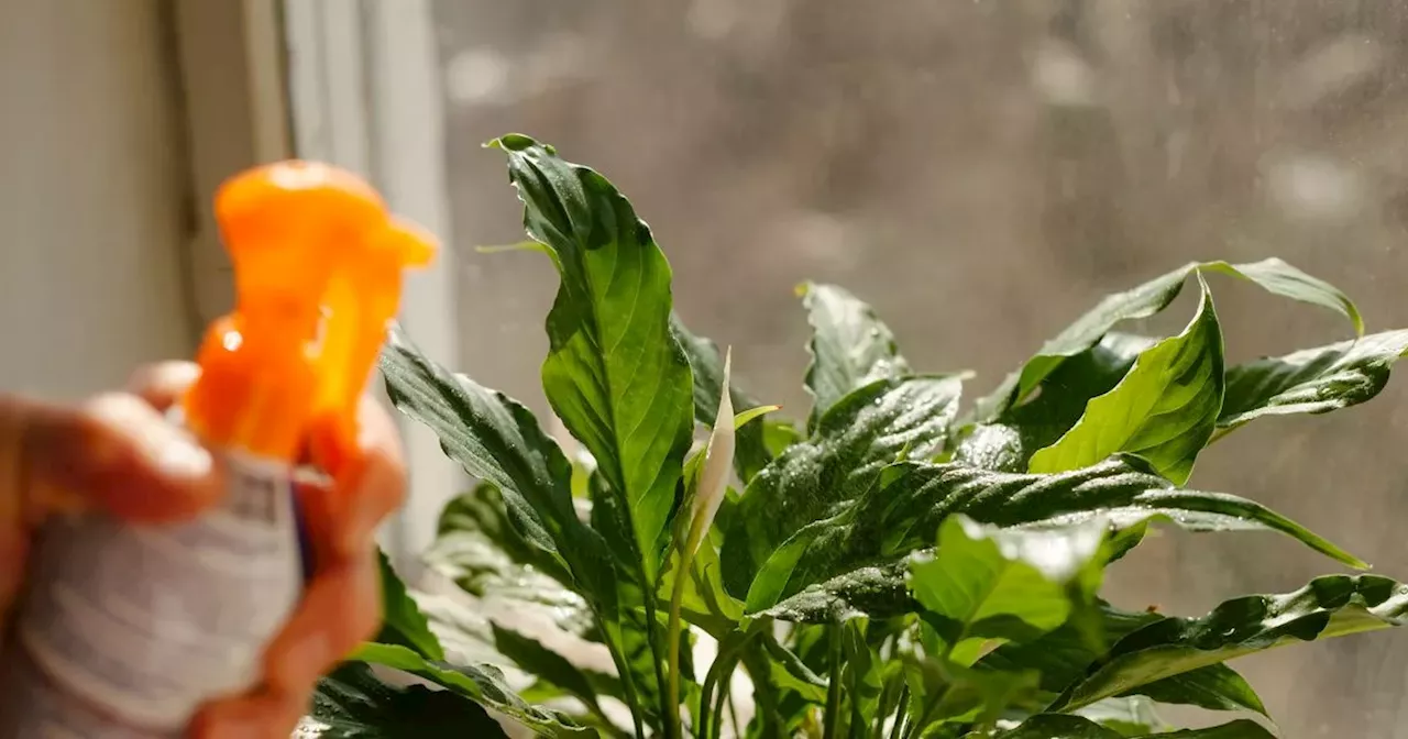 Peace lilies 'explode' into bloom when adding 89p kitchen essential to water