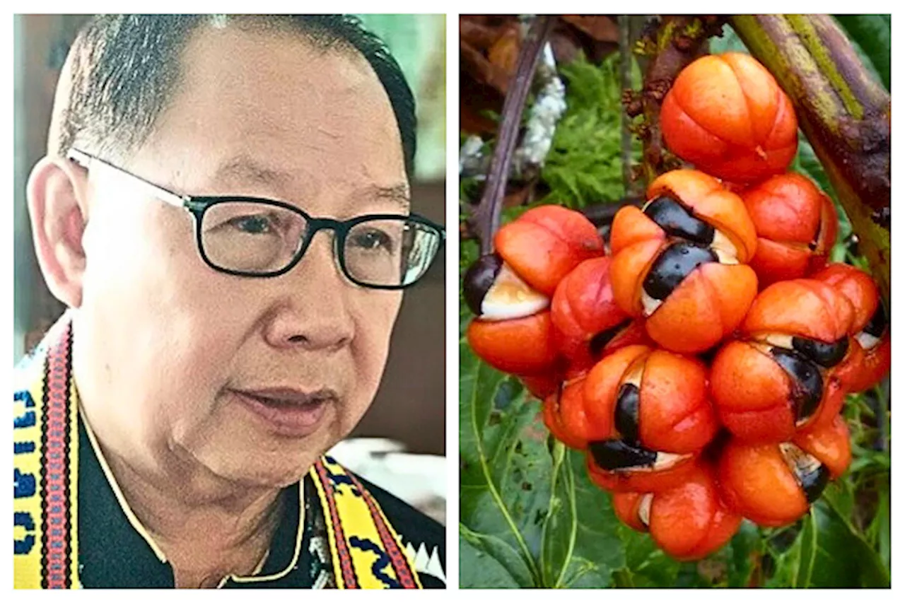 Study on Guarana to be Conducted by State Agriculture Department in Sabah