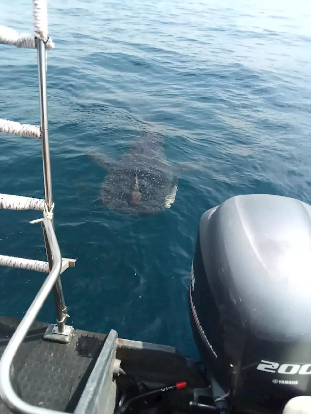 Whale Shark and Baby Spotted by Chinese Tourists in Kota Kinabalu