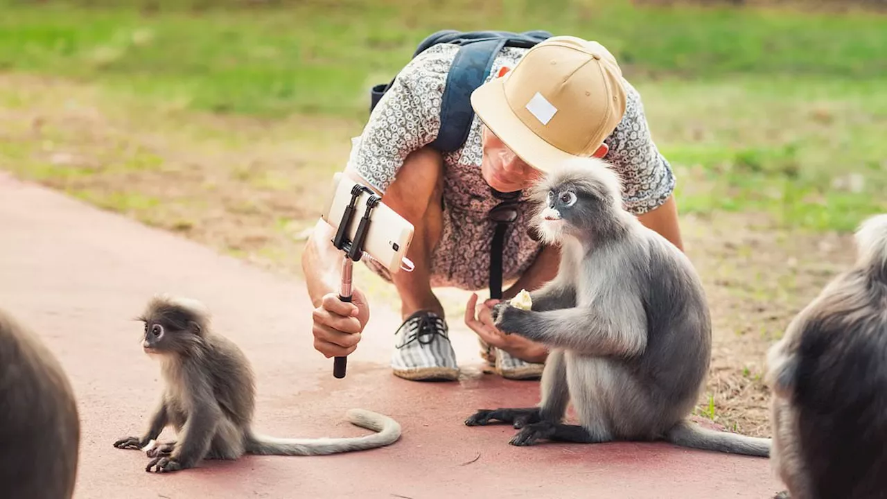 Hong Kong issues health alert after man, 37, catches deadly 'herpes virus B' from infected MONKEY...