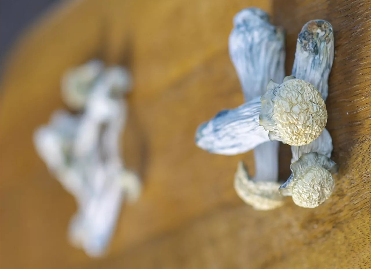 Colorado Lawmakers to Consider Further Regulation of Natural Medicine