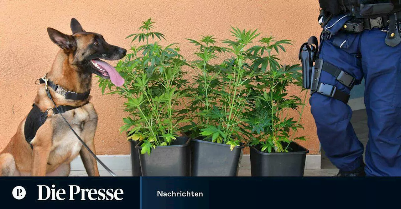 Cannabis-Legalisierung in Deutschland: Regelungen und Herausforderungen