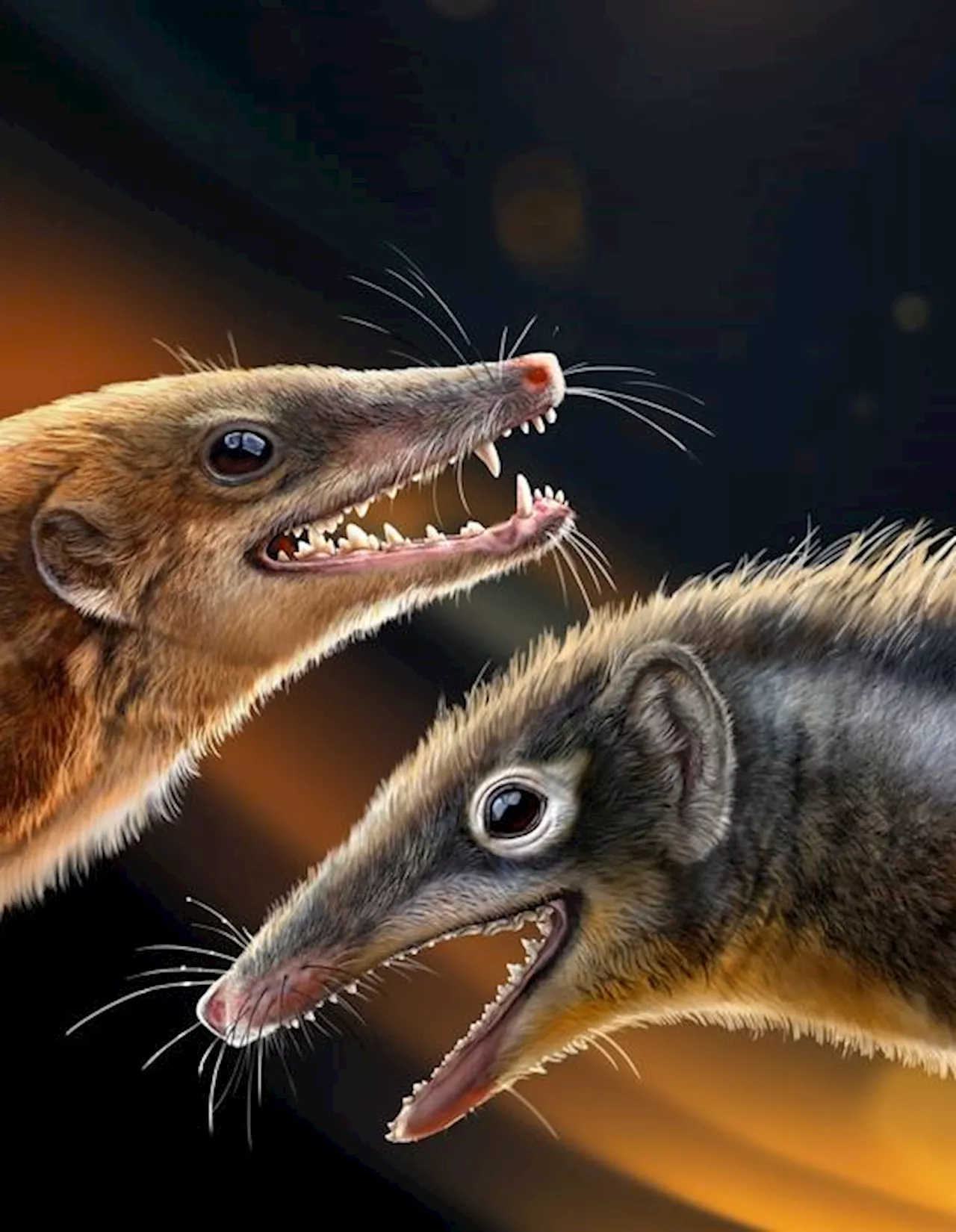 Subtle Differences in Teeth and Jaws Shed Light on Mammaliaform Evolution