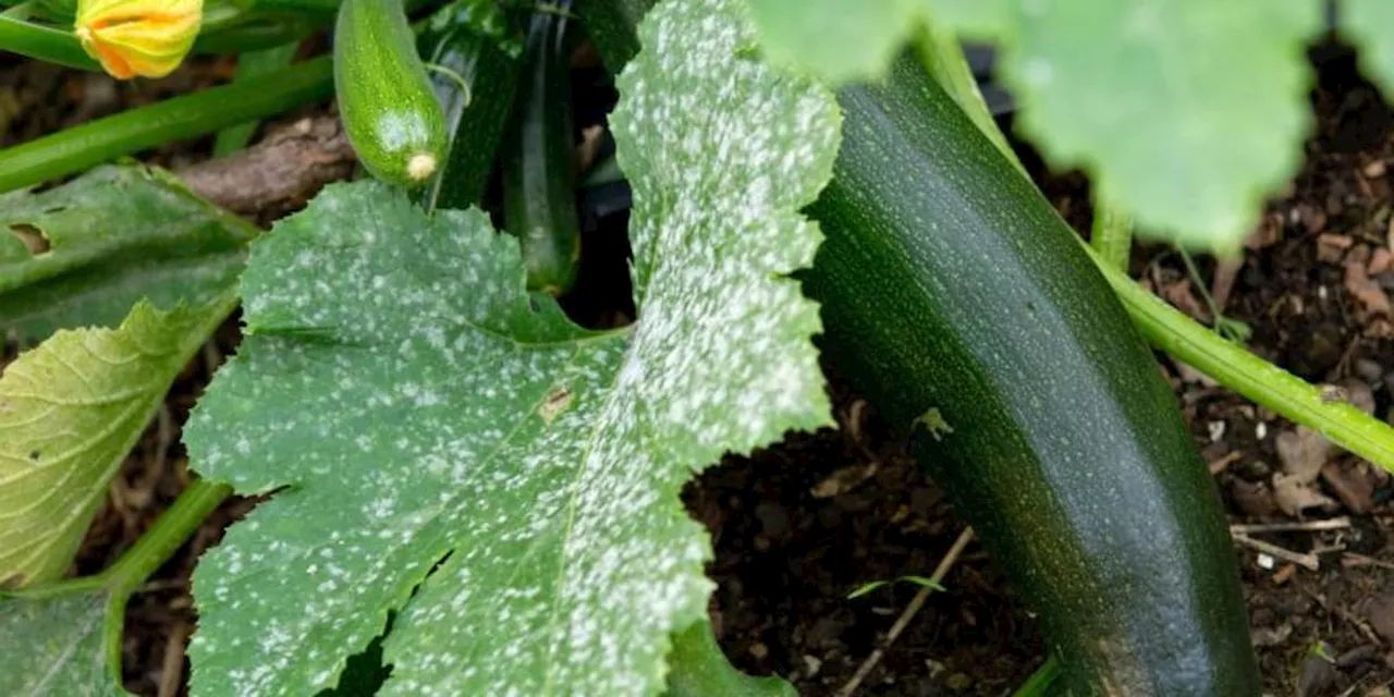 Natron als günstiges Hausmittel gegen Läuse im Garten