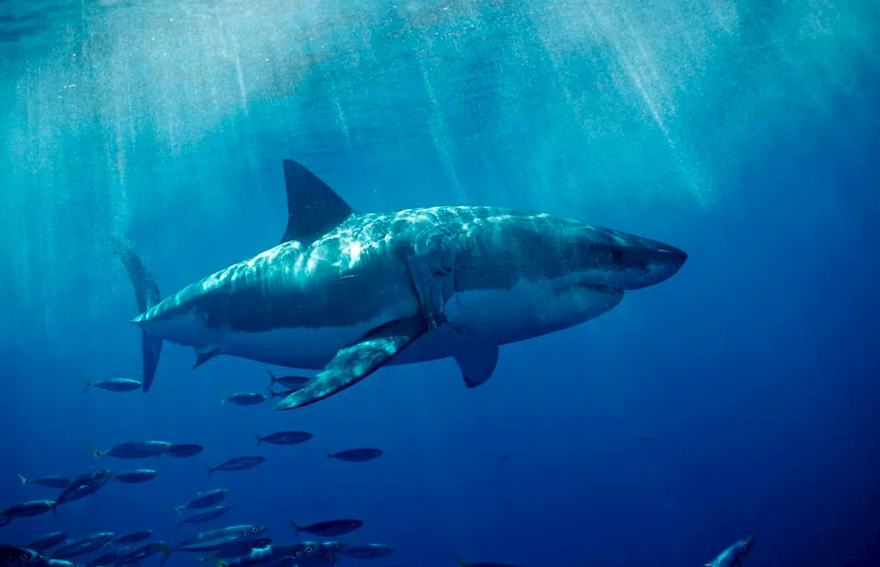 Scientists May Have Been Measuring Great White Sharks Wrong