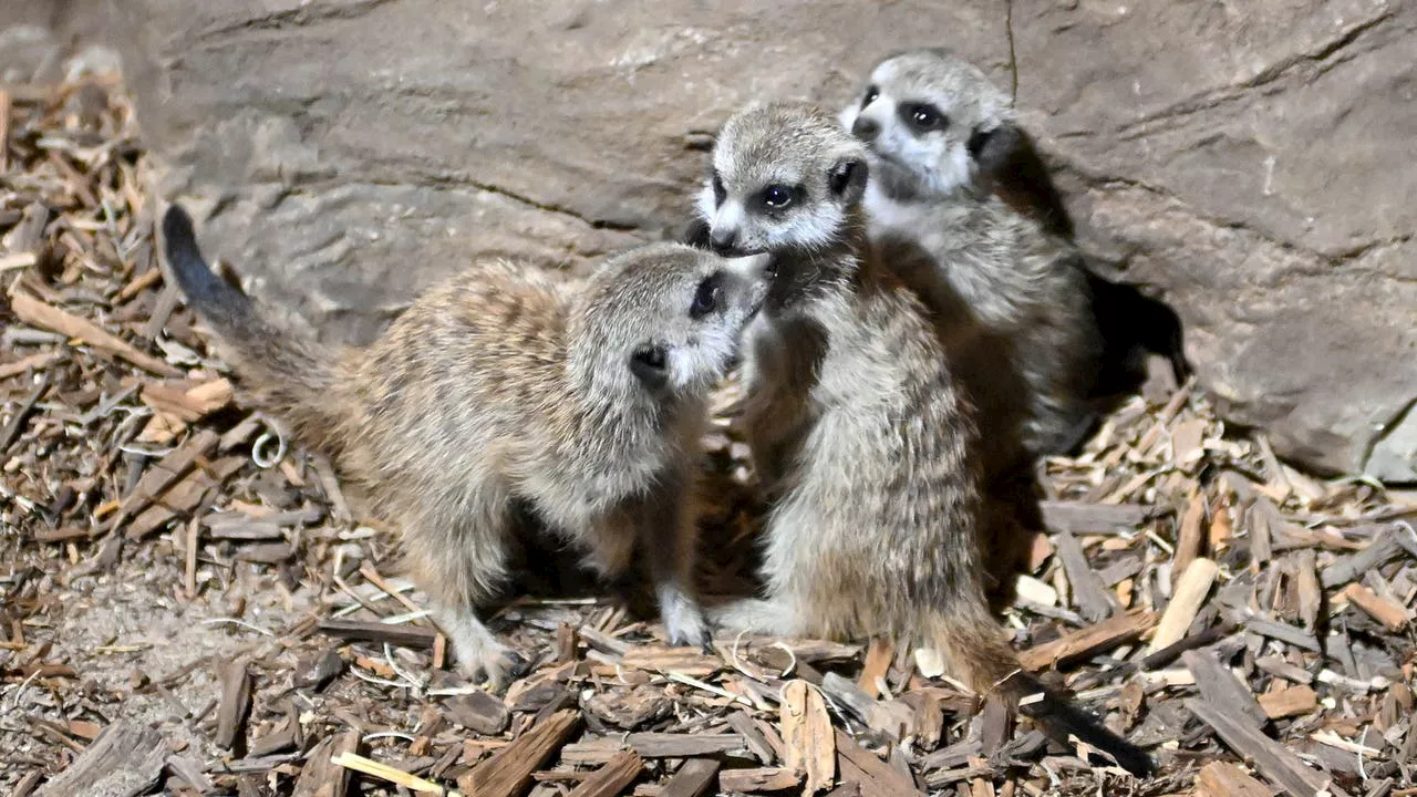 Adorable Meerkat Pups Born at Brookfield Zoo Chicago