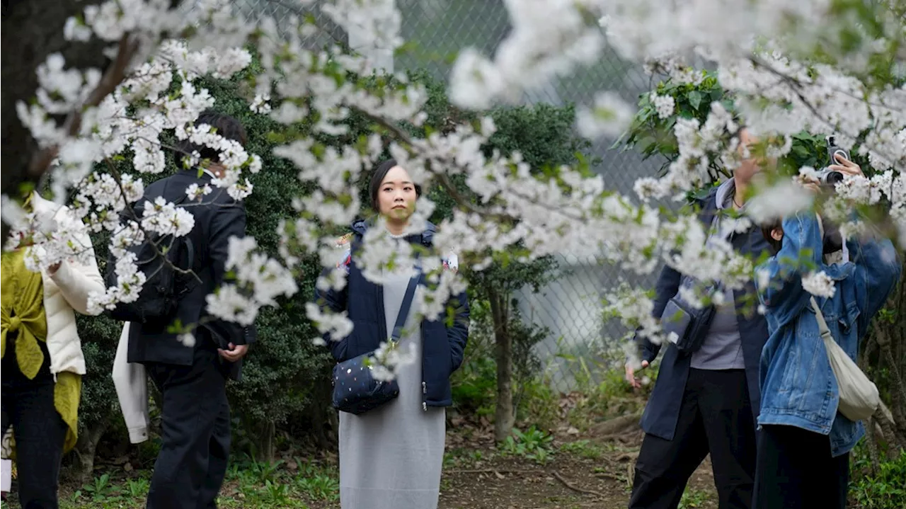 Crowds picnic to see Tokyo's cherry blossoms at full bloom