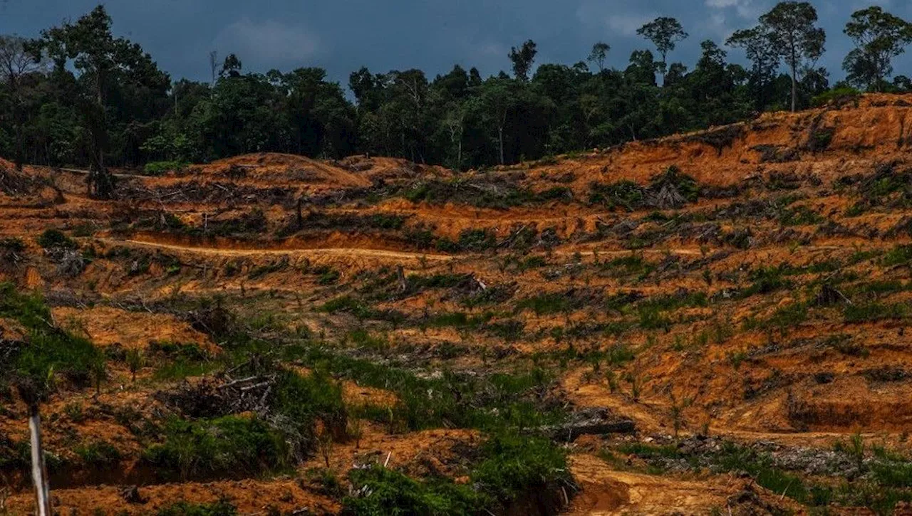 Déforestation : les forêts primaires continuent de disparaître petit à petit sur la planète