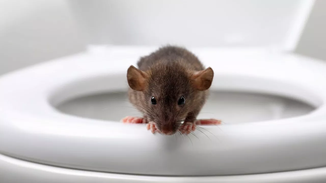 Man Sent to the ICU After Being Bitten by Toilet Rat