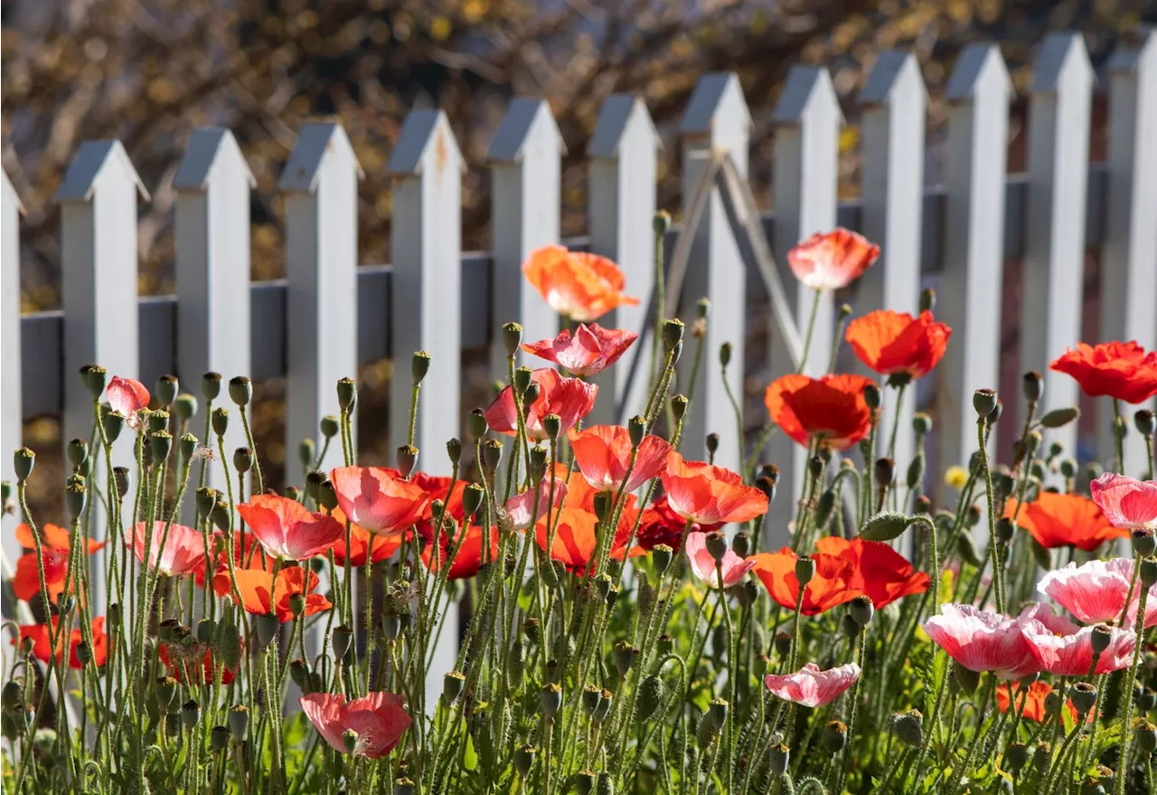 Gartenarbeit in Deutschland: Diese Pflanzen sind verboten