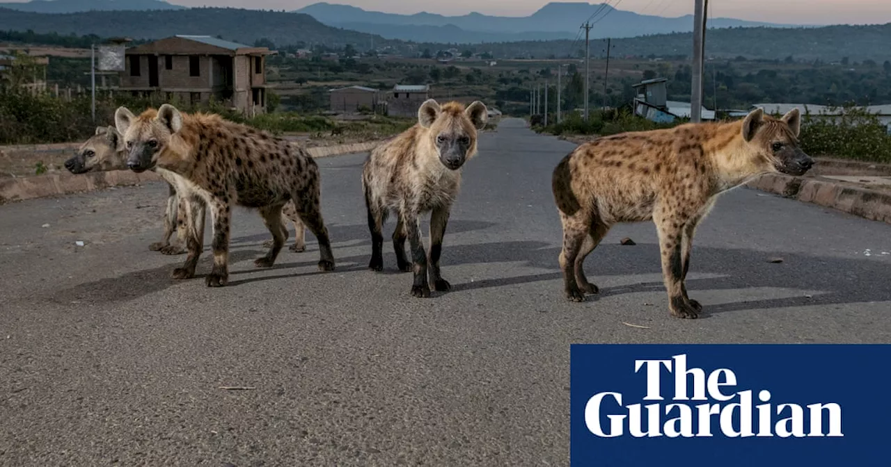 Hyenas in Ethiopia: Guardians of the Ancient City