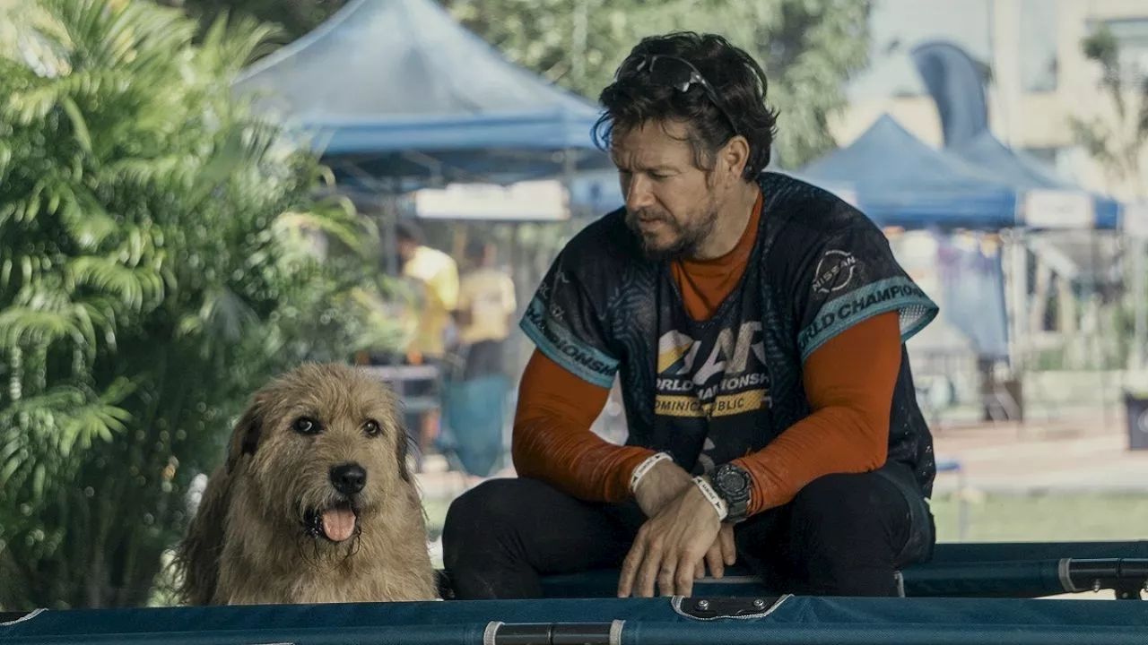 TRÁILER: Sí amas a los perros y a Mark Wahlberg tienes que ver la película "Arthur: Una amistad sin límites"