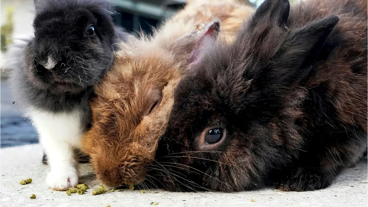 Wiener 'schmeißen' alle ihre Kaninchen weg