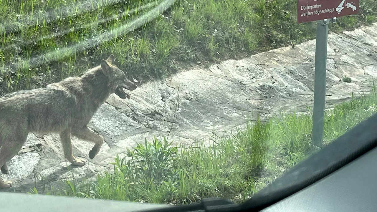 Wolf ohne Scheu - so reagiert Schulstadt Krems