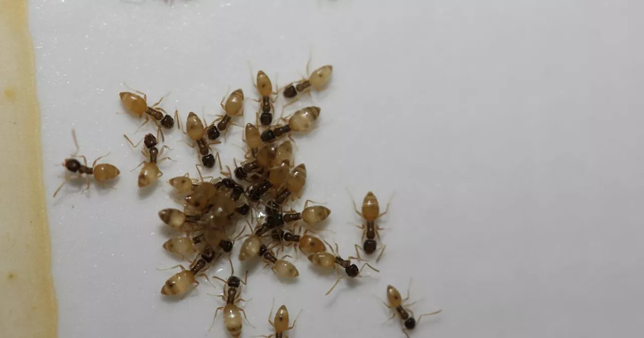 The Secret To Banishing Ants From Your Home Is Hiding In Your Cupboard