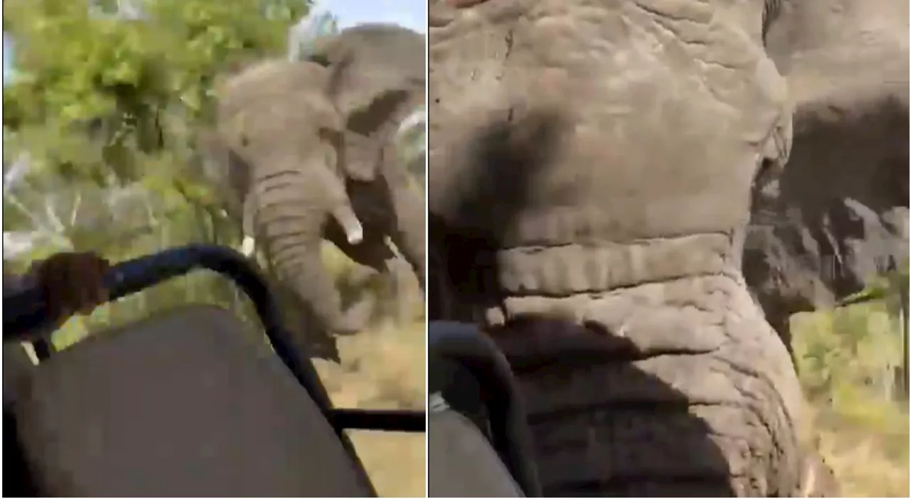 Donna americana di 80 anni uccisa da un elefante aggressivo in Zambia