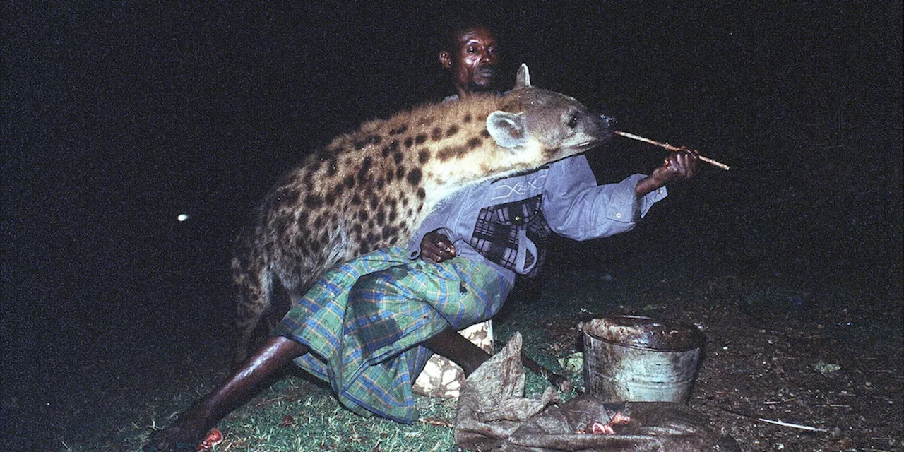 A Harar, le iene sono parte della società e un'attrazione turistica