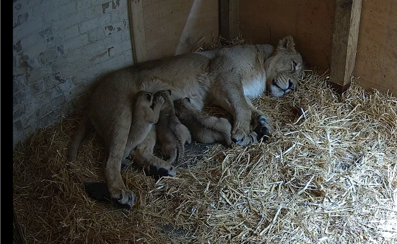 London Zoo Welcomes Three Endangered Lion Cubs