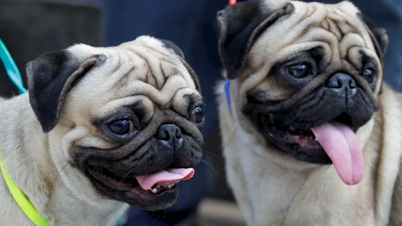 MPs demand crackdown on 'designer' dog clinics and unlicensed breeders