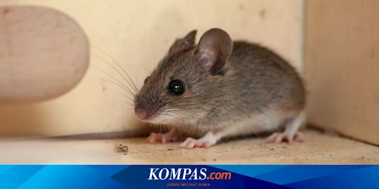 8 Makanan Ini Dapat Menarik Tikus di Rumah, Apa Saja?