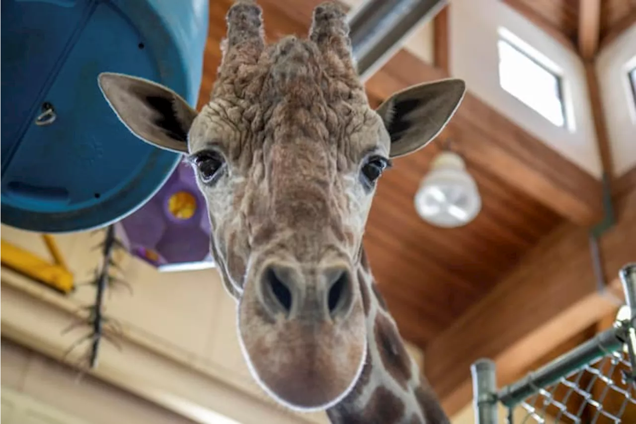 Beloved giraffe dies at Great Plains Zoo