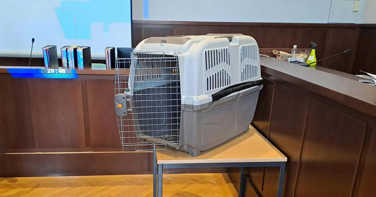 Bub in Hundebox gesperrt: Opferanwalt will Land NÖ klagen