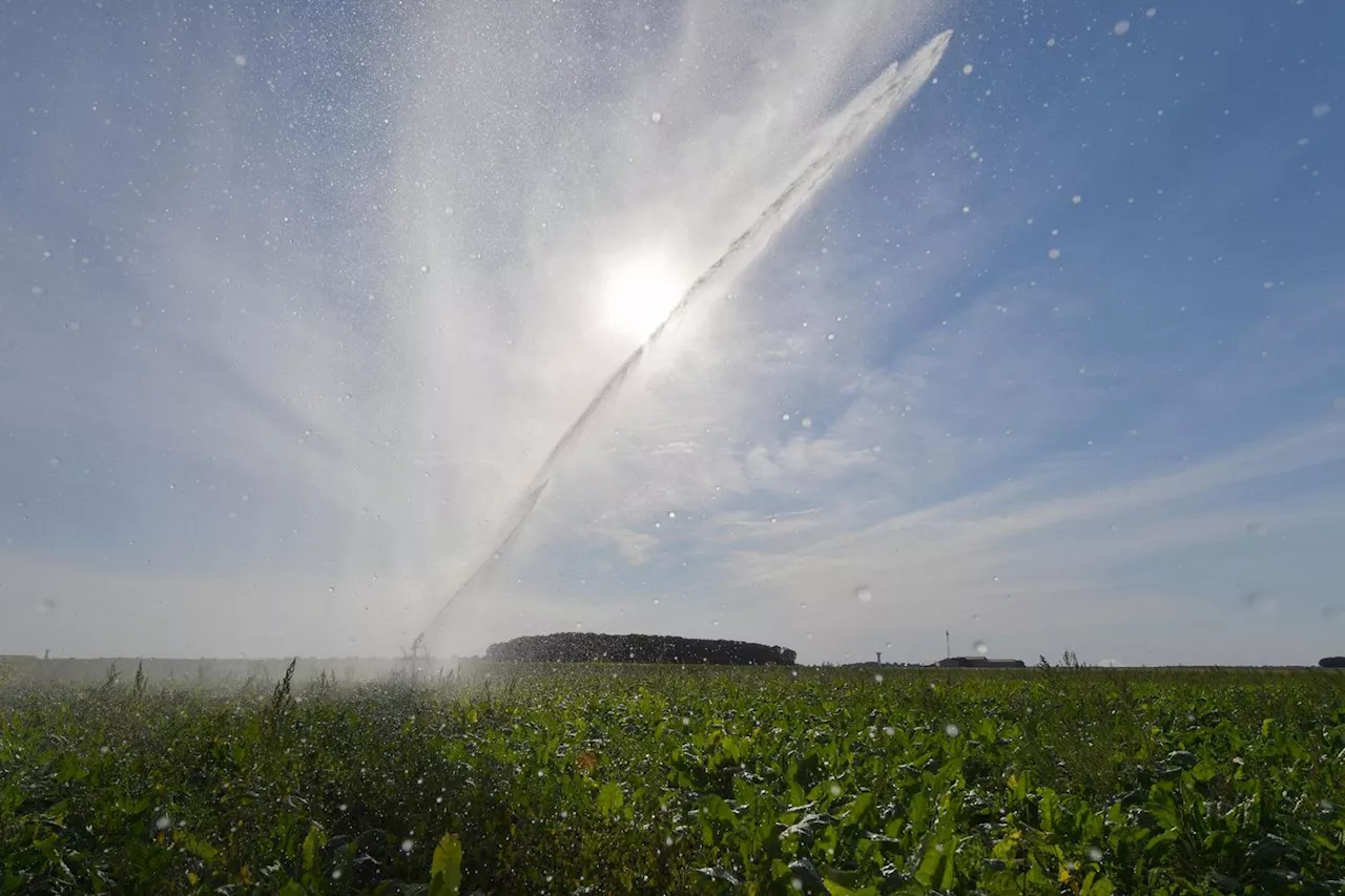 Dérogation pour l'usage accru d'un insecticide sur les betteraves, «insuffisant» pour les cultivateurs