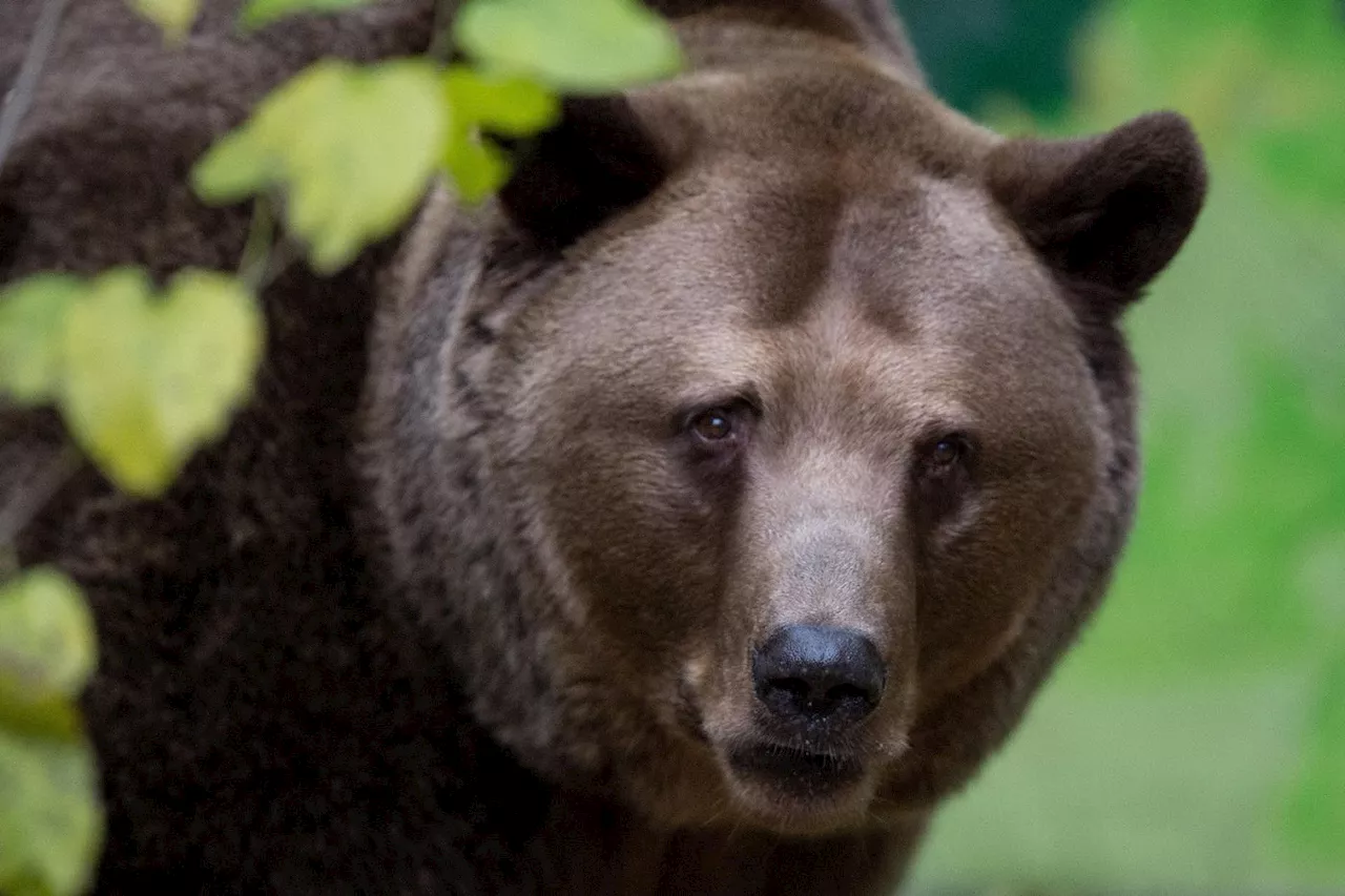 Nouvelles attaques d'ours sauvages en Slovaquie