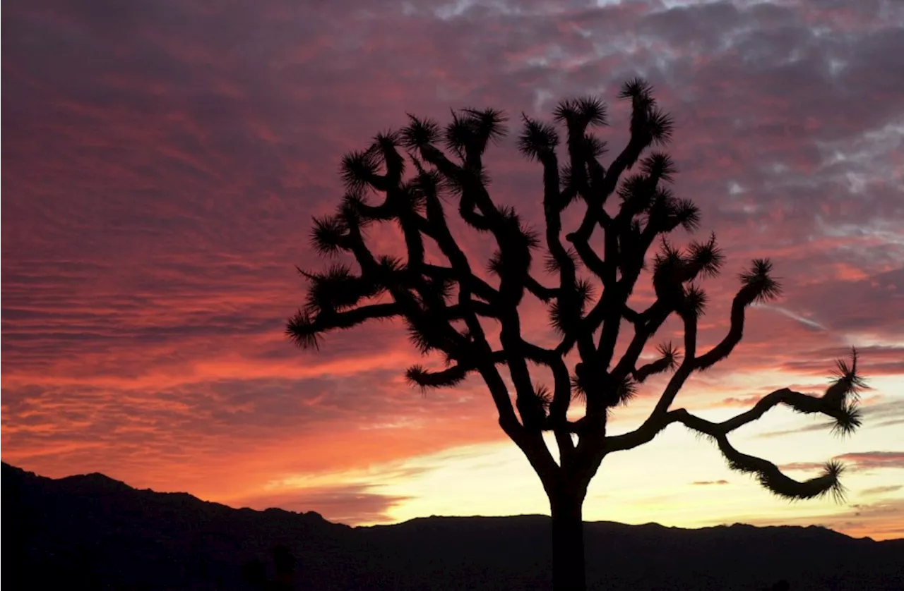 California Passes Law to Protect Western Joshua Trees from Climate Change