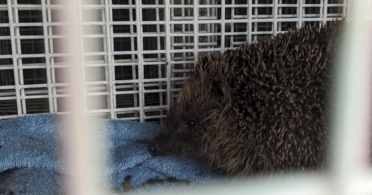 Firefighters Rescue Hedgehog from Uncovered Drain in Leeds