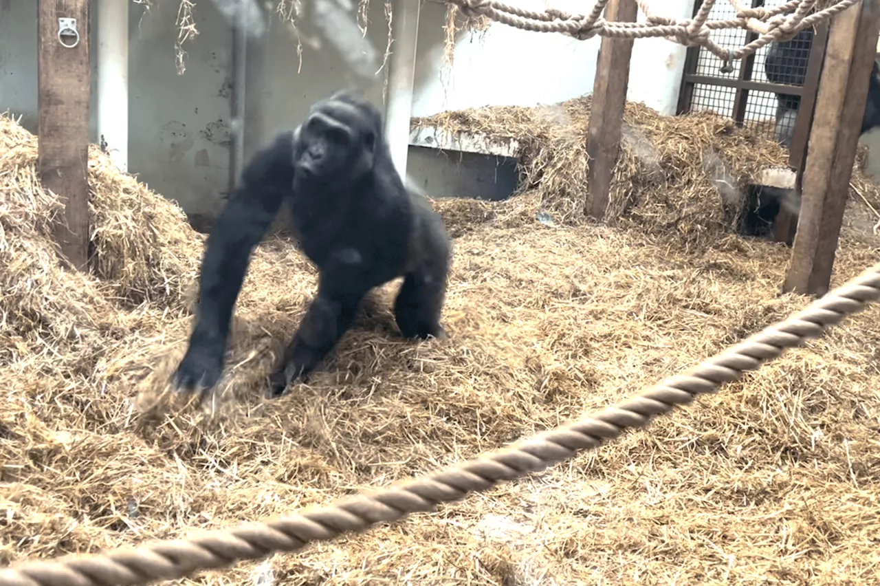 I visited the spectacular Blackpool Zoo and danced with a real life gorilla Strictly Come Dancing style