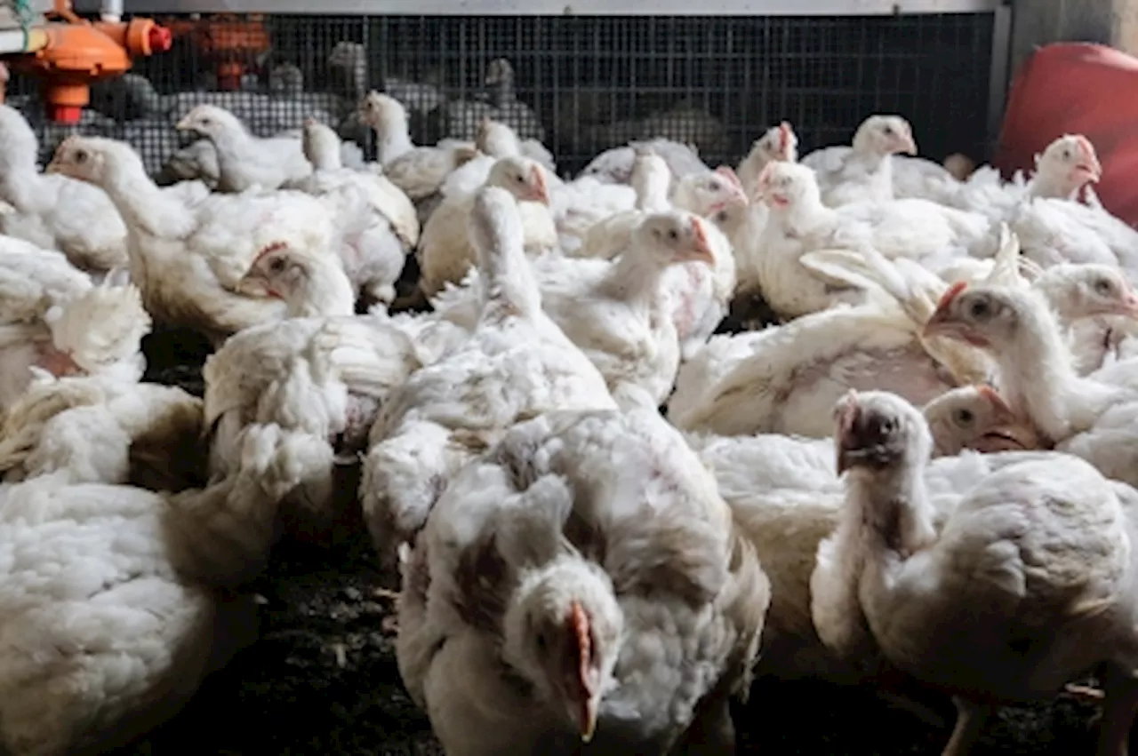 Philippines reports H5N1 bird flu outbreak on poultry farm