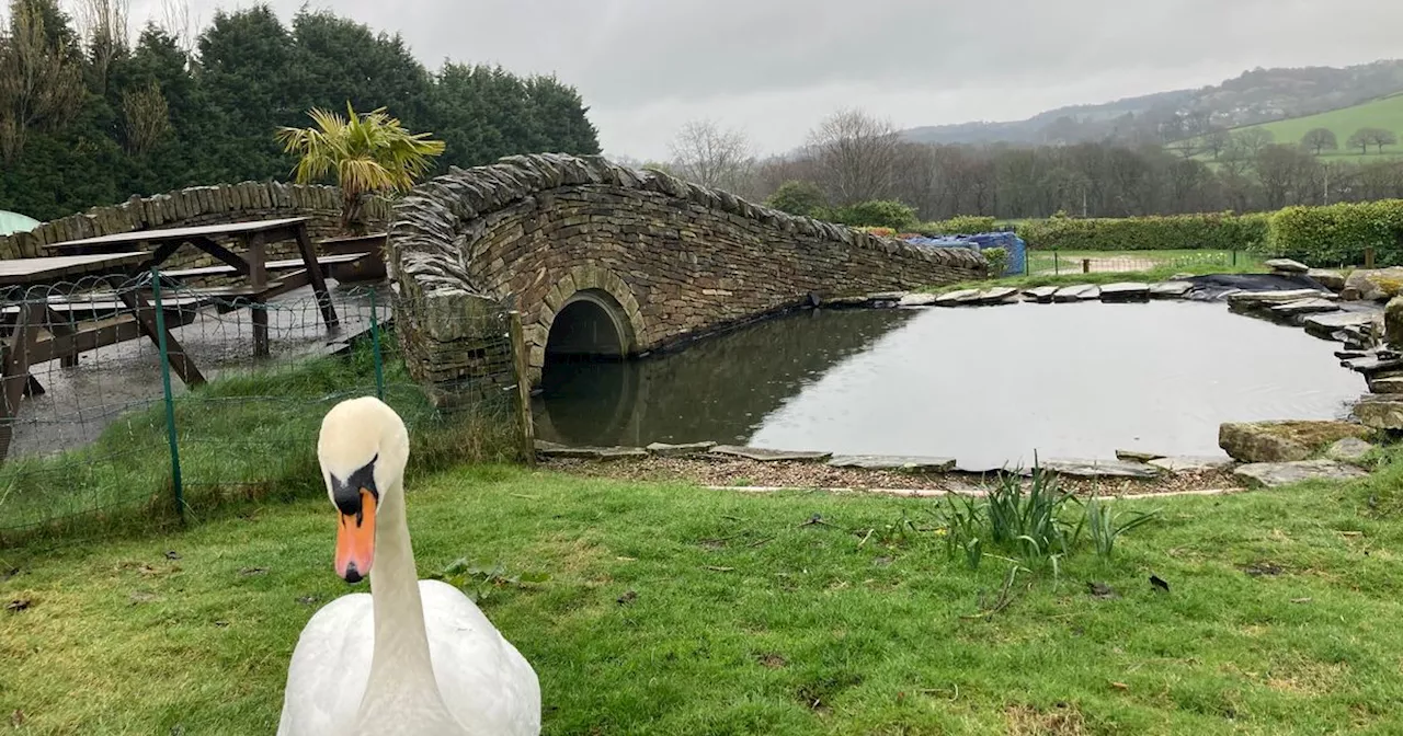 Wallabies found in a tiny Yorkshire hamlet