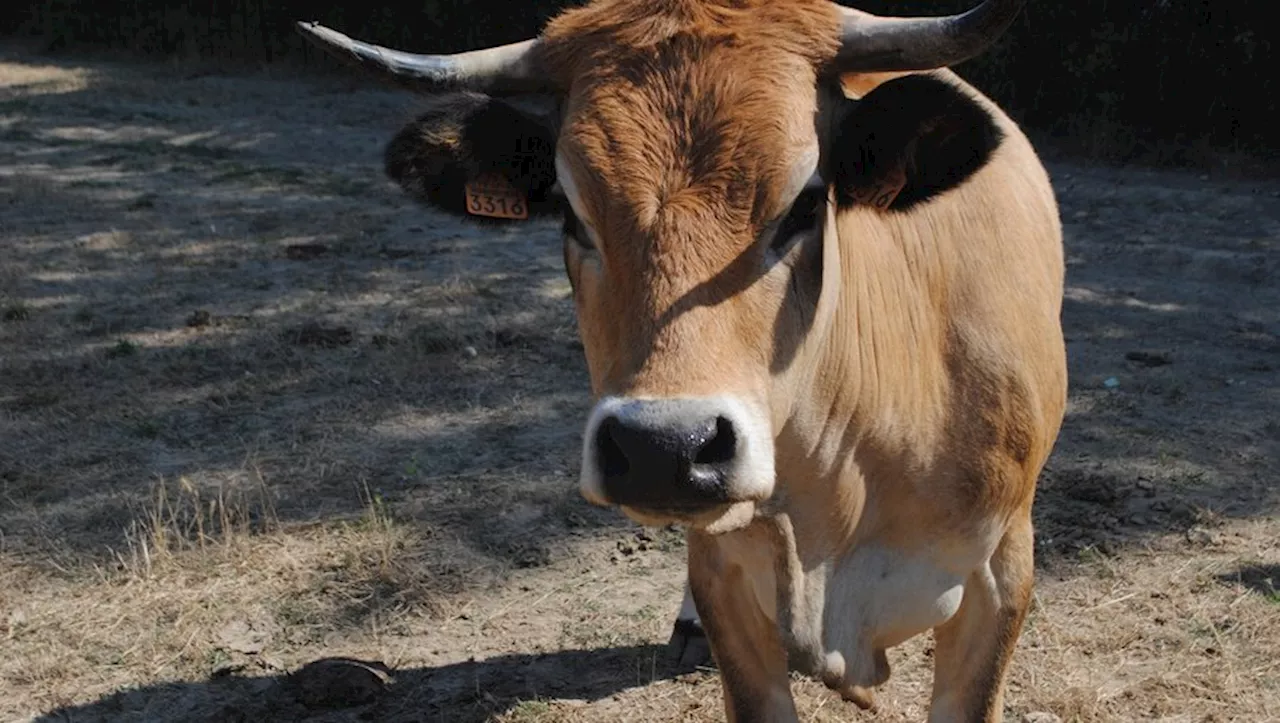 Une cagnote Leetchi pour sauver l’abattoir d’Alès et pérenniser l’élevage dans le Gard