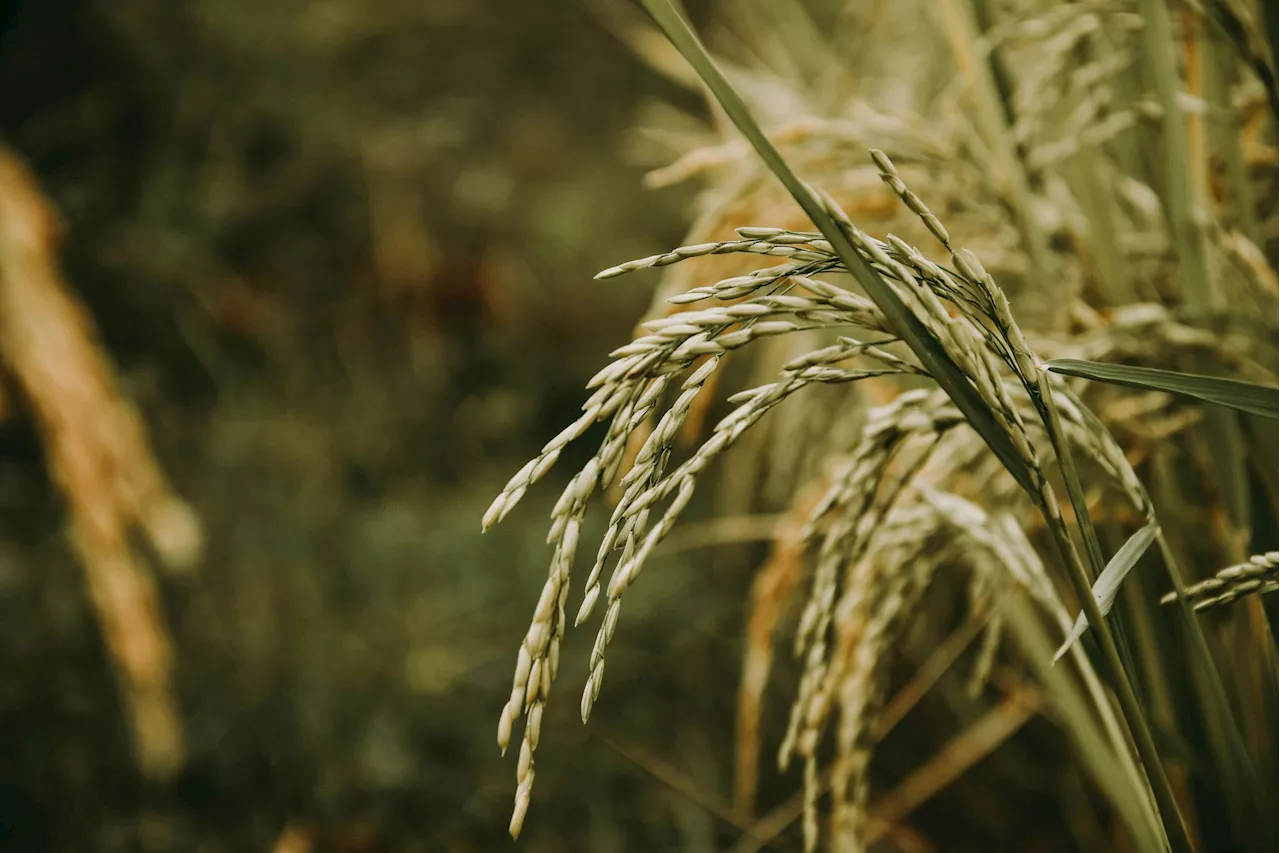 ‘Fast track the production of diabetic-friendly rice’