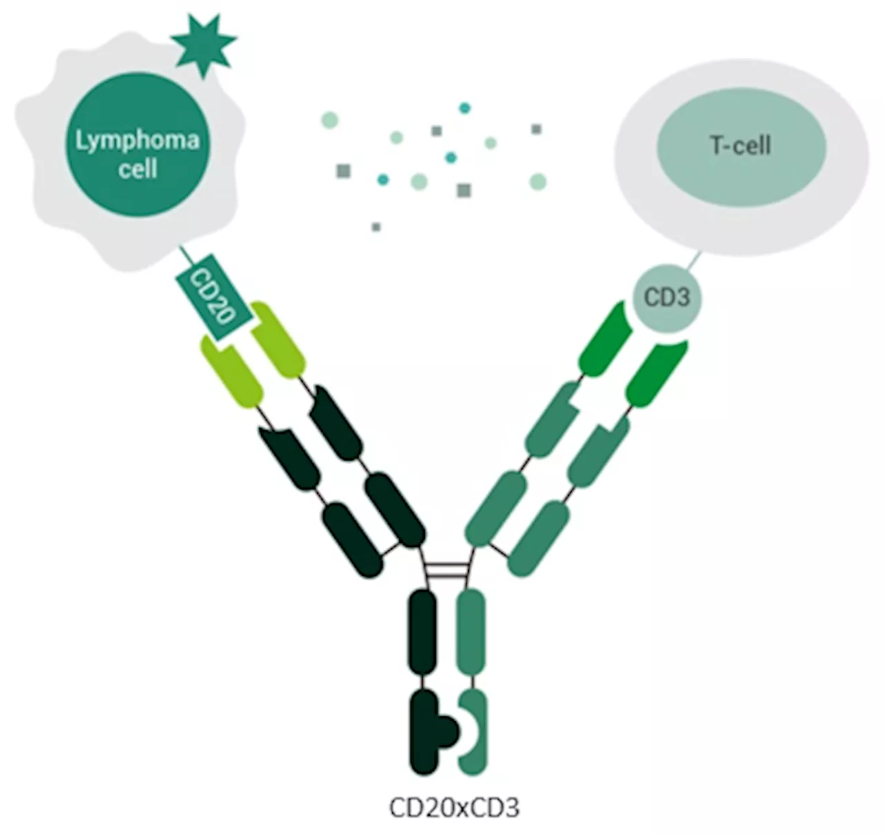 Therapeutic potential of CD20 x CD3 bispecific antibodies