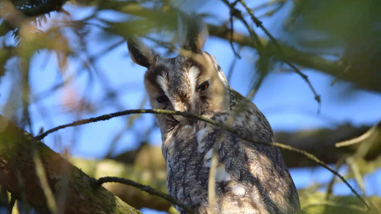 Aus Nest gefallene Waldohreule wird in EGS Haringsee versorgt