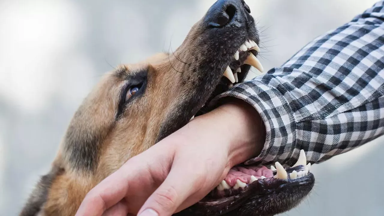 Hund biss Frau eine Fingerkuppe ab: Versöhnung bei Prozess