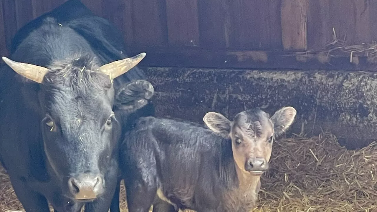 Rekordbesucherzahlen und Tierbabys im Tierpark Haag