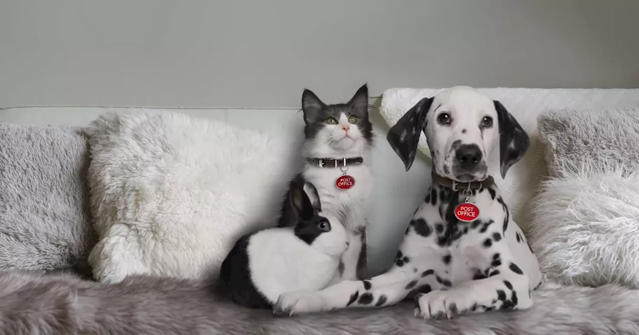 More than a third of Brits say home 'isn't complete without an animal'