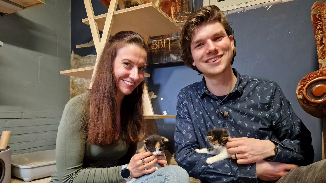 Dierenopvang in Breda zoekt gastgezinnen voor kittens: 'Een prachtig taak'