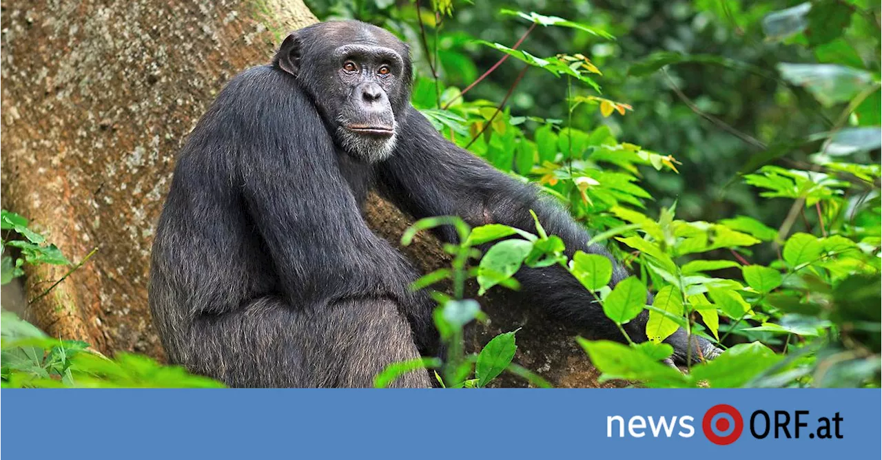 Bergbau in Afrika bedroht die biologische Vielfalt