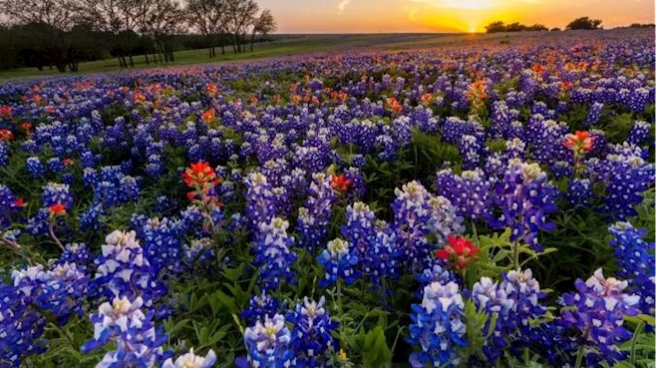 Ennis, Texas: Airstreams, Bluebonnets, and Total Solar Eclipses