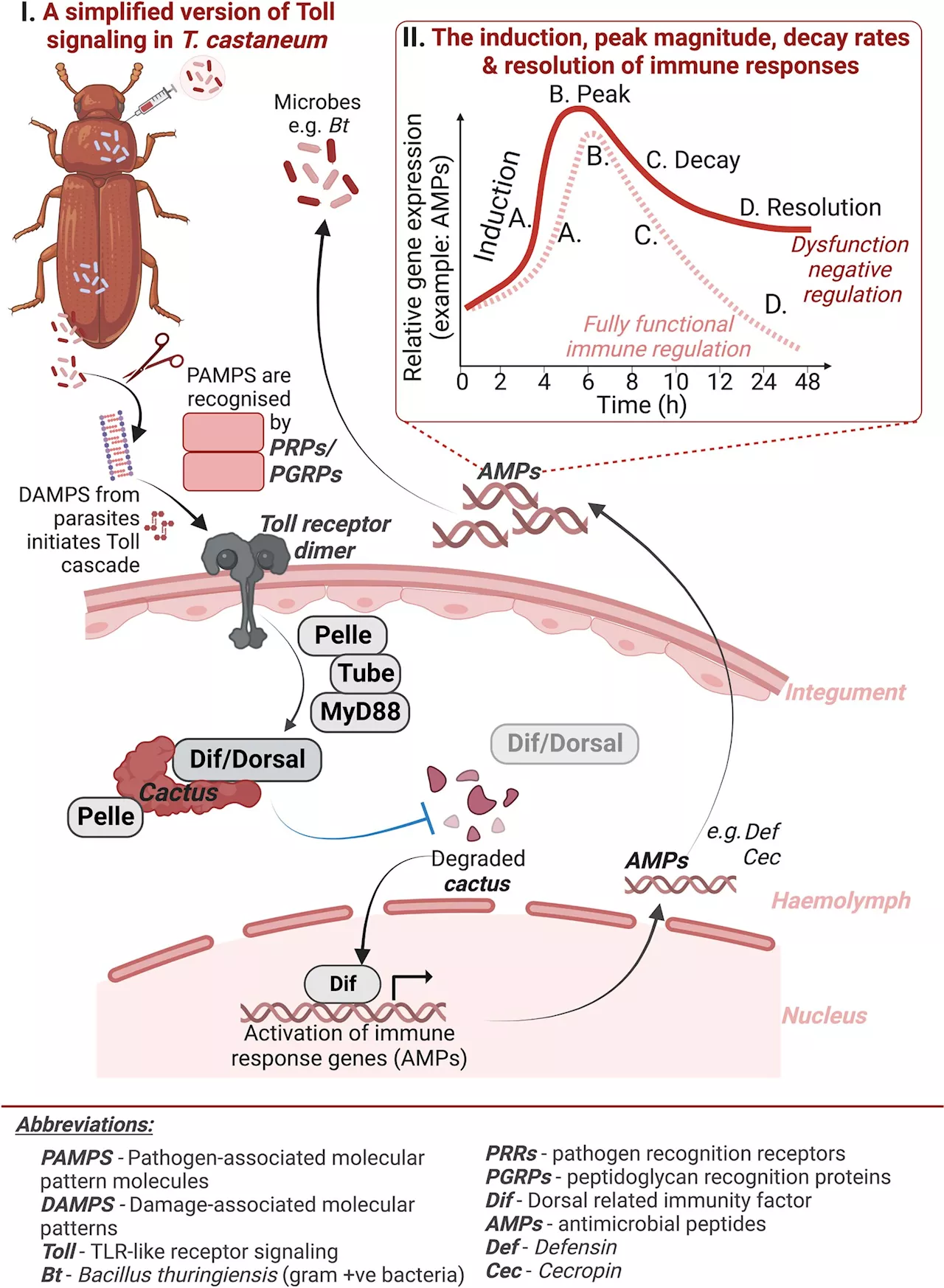 Insect immune insights: Researchers unveil immune system dynamics