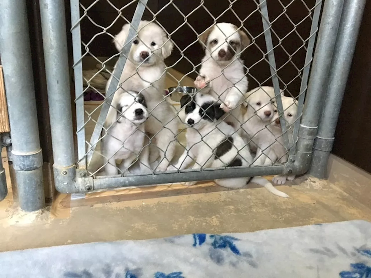 【募集開始】愛犬と一緒にバスツアーのワンワンドットラブが保護犬とのマッチングツアーを企画！