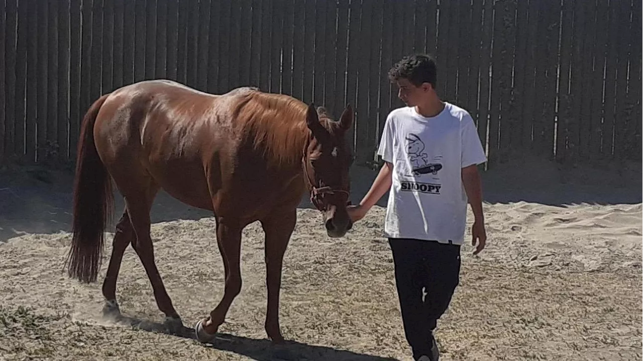 Dipendenze digitali, il cavallo come strumento “terapeutico” per ragazze e ragazzi