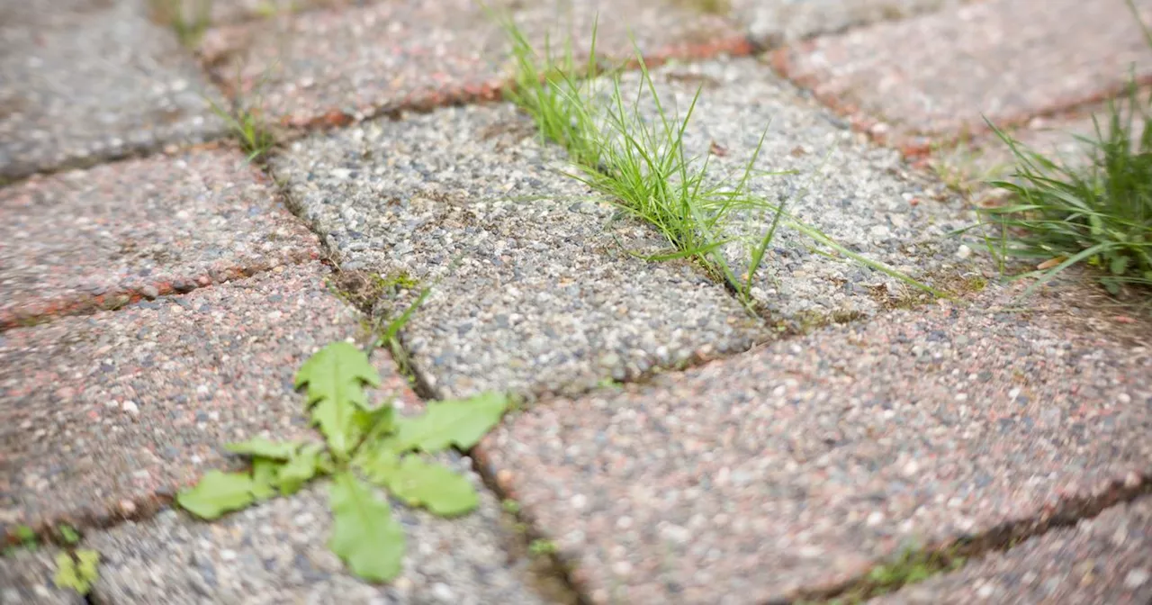 The household item that kills driveway weeds overnight