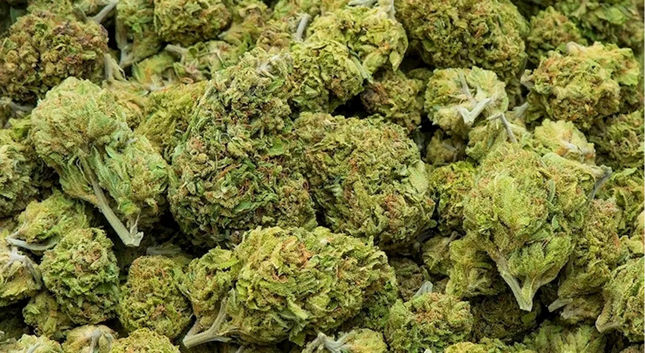 Fármacos à base de canábis medicinal em França autorizados no início de 2025