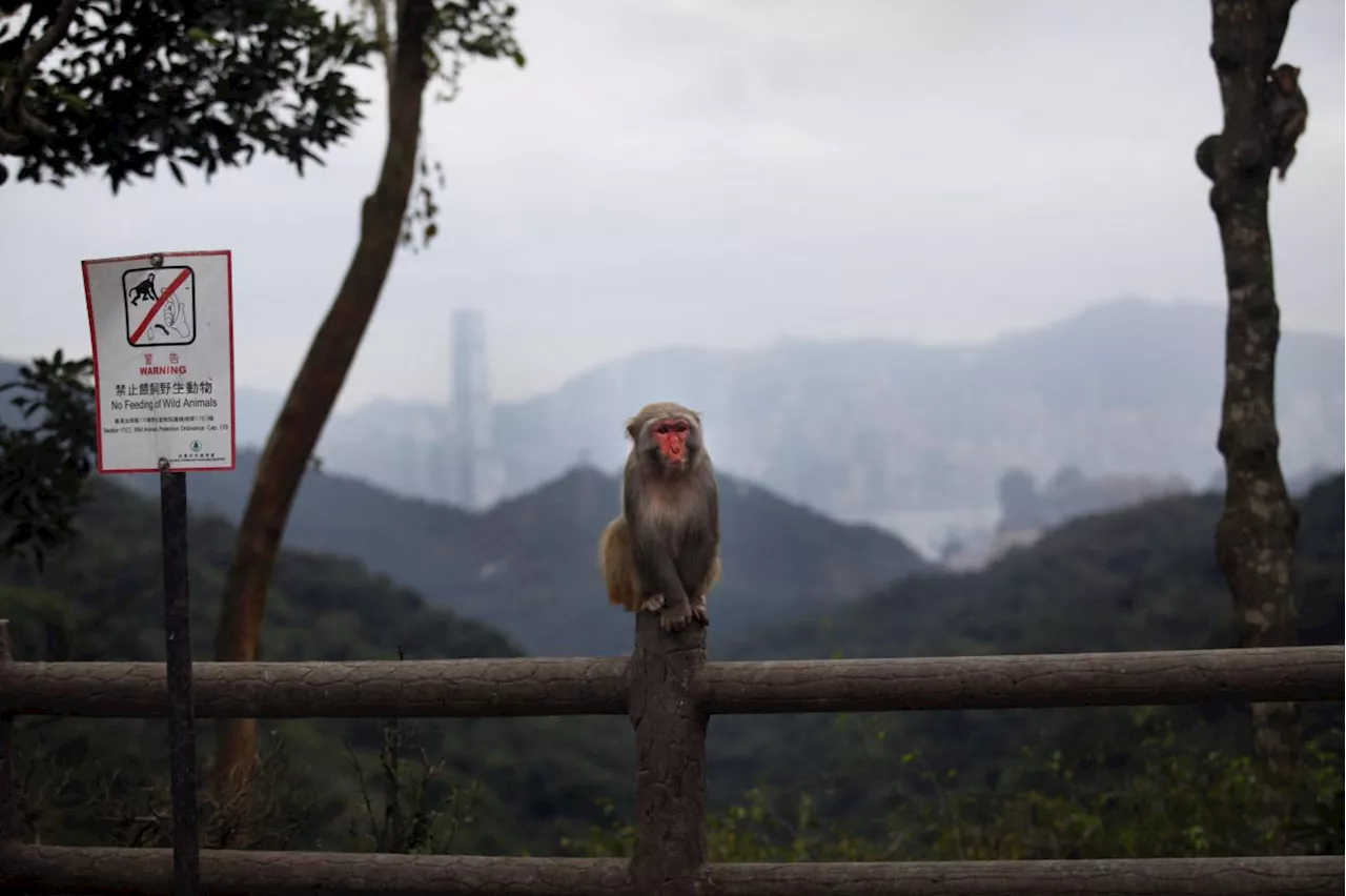 Public told to avoid monkeys as Hong Kong man falls sick after contact