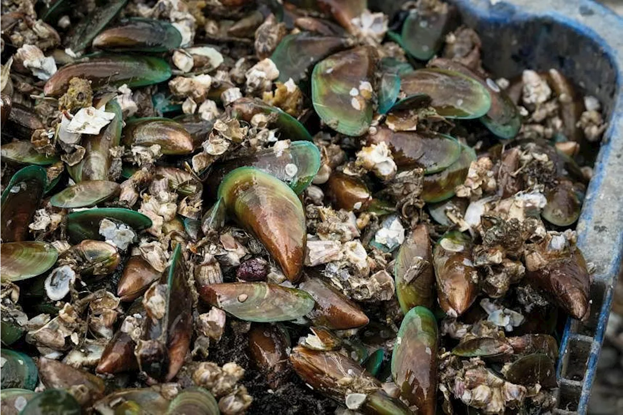 Mussels in Port Dickson tainted by biotoxins, not safe to eat: Malaysia’s Fisheries Dept